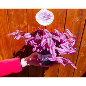 Tradescantia fluminensis ‘Pink Paradise’ - výška 5-10 cm ⌀ 20-30 cm, kont. C1L